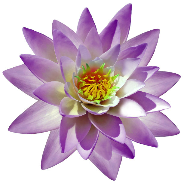 紫色的莲花在一个白色孤立的背景与修剪路径。为设计。特写镜头。大自然。图片下载