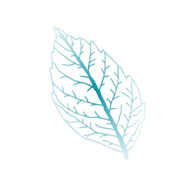 简单的矢量图。霜冻的冬叶、叶脉。季节性的设计。图片下载