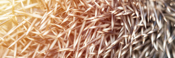 背景的棕色和白色刺猬刺近。自然动物抽象背景斗篷与刺的刺猬。横幅。耀斑图片下载