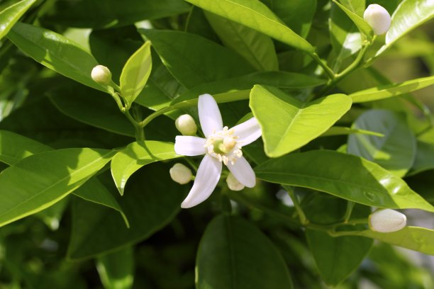 春天地中海田野里的橙花图片下载