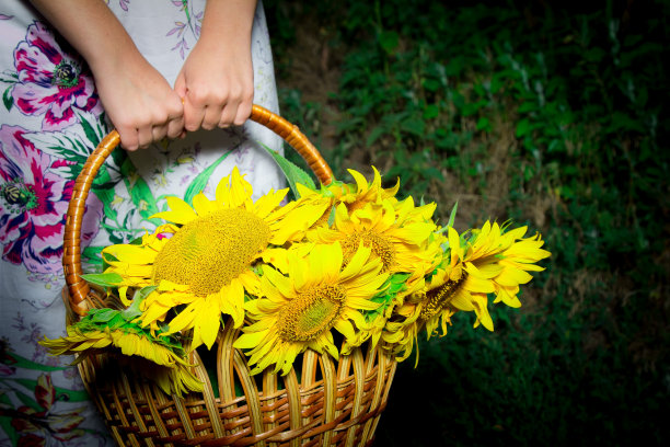 一个女孩手里拿着一个装满向日葵的篮子。夏天和收获的概念。图片下载