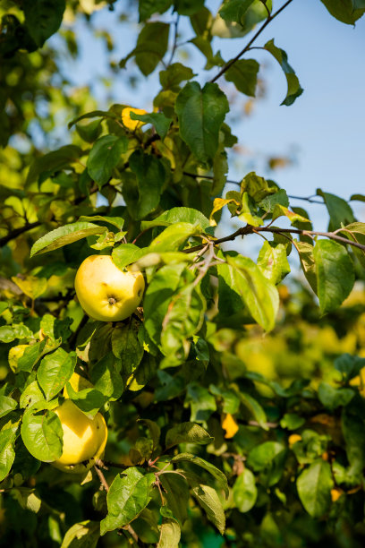五颜六色的户外照片，树枝上挂着一串绿色的苹果。收获季节果园。摘苹果。收获和处理有机水果。图片下载