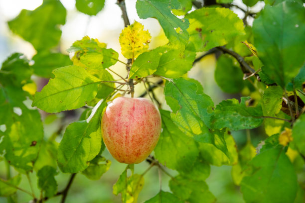 五颜六色的户外照片，树枝上挂着一串又红又绿的苹果。收获季节果园。摘苹果。收获和处理有机水果。图片下载