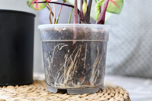 透明花盆土壤中室内植物的健康根图片下载