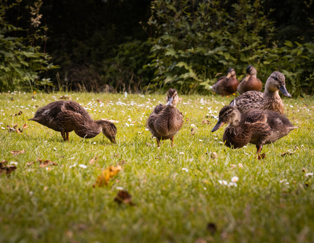 公园里的小鸭子图片下载