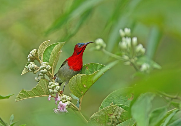 深红色的太阳鸟图片下载