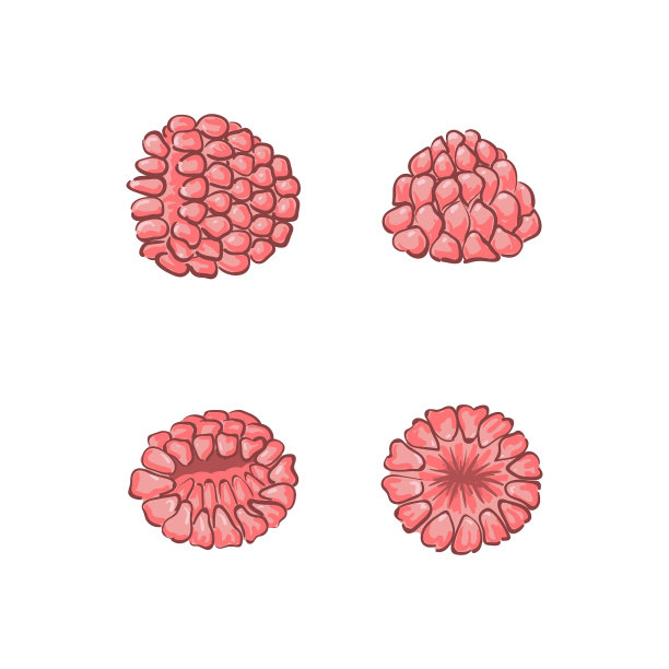 覆盆子无缝图案白色背景图片下载