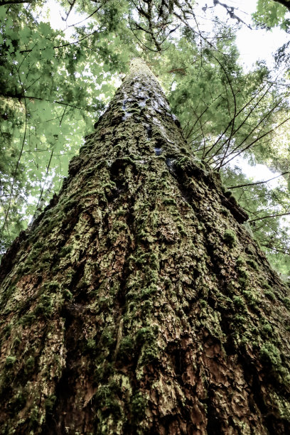 旧的增长冷杉图片下载