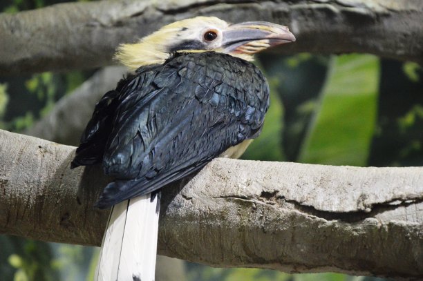 奇异鸟图片下载