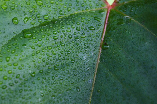 清晨雨后，雨滴落在绿叶上图片下载