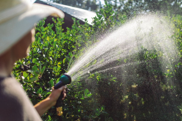 在夏天照顾植物图片下载