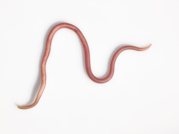蛔虫图片下载