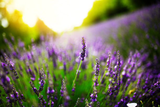 薰衣草。图片下载