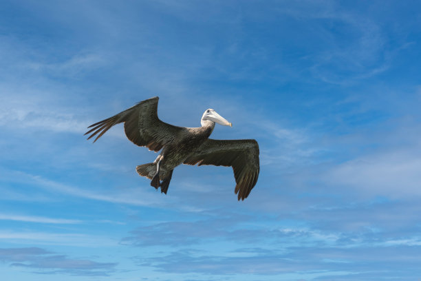 飞行中的鹈鹕图片下载