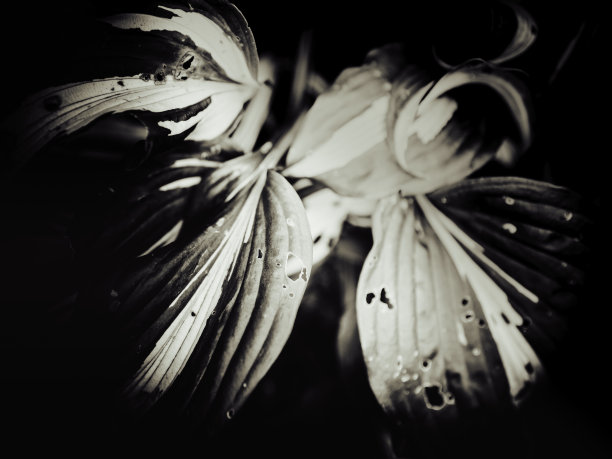 黑暗森林中移动植物的抽象几何学图片下载