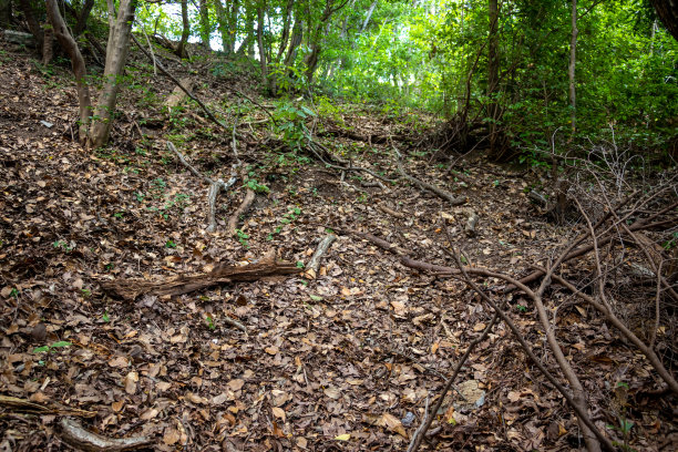落叶覆盖的山路图片下载