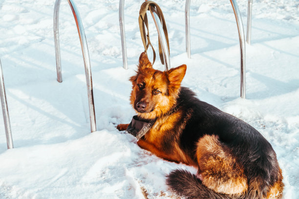 一只狗带着悲伤的眼睛在人群中等待主人的到来。在停车场迷路被遗弃的狗。冬天。雪。霜图片下载