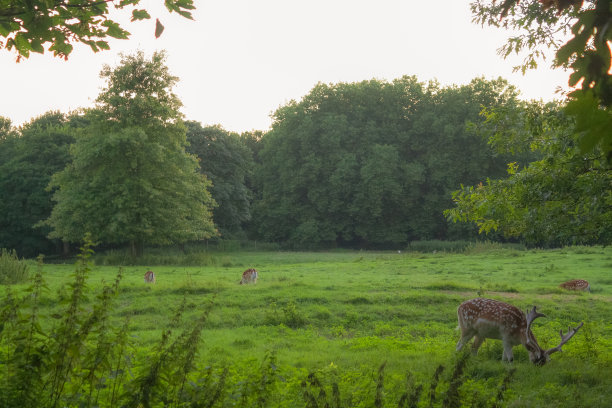 日落时的鹿群图片下载