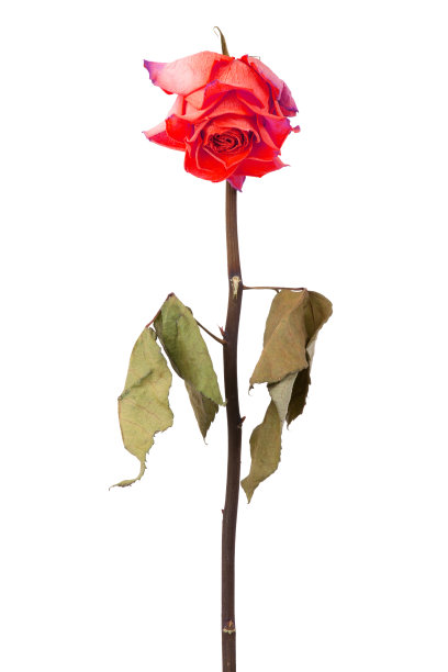 白色背景上的干红玫瑰图片下载