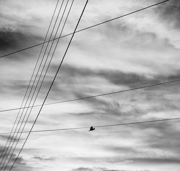 天际线和鸟。图片下载