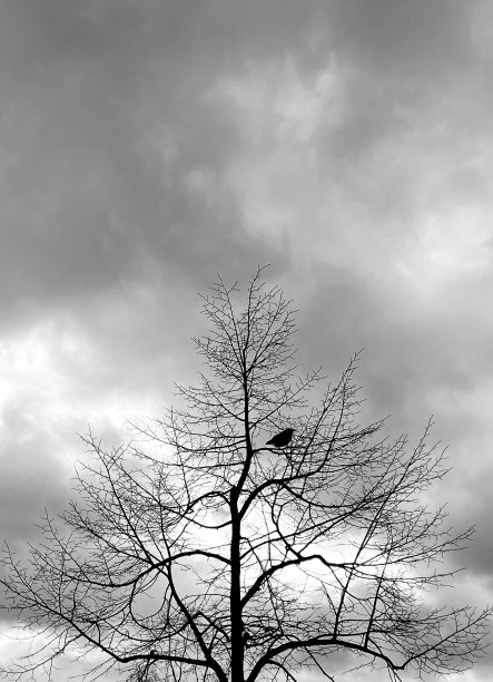 孤独的鸟图片下载