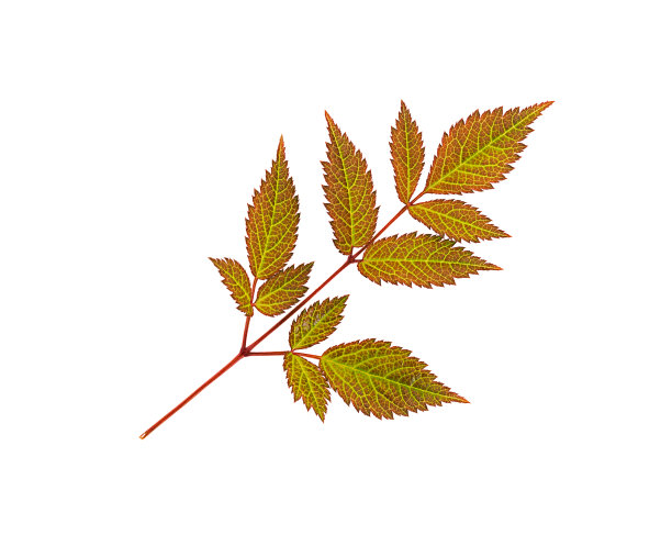 秋天的叶子图片下载