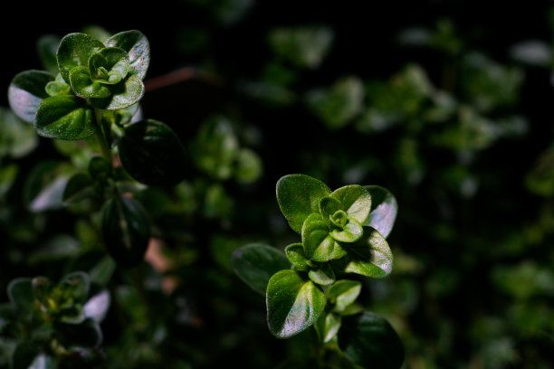 新鲜的百里香草本叶，黑色背景图片下载