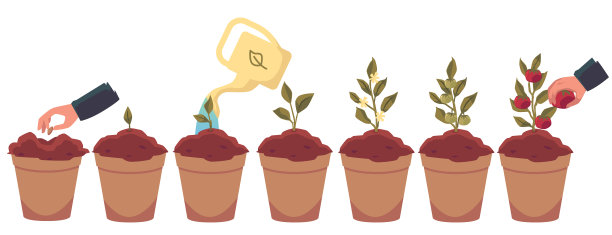 番茄植株生长台阶平坦图片下载