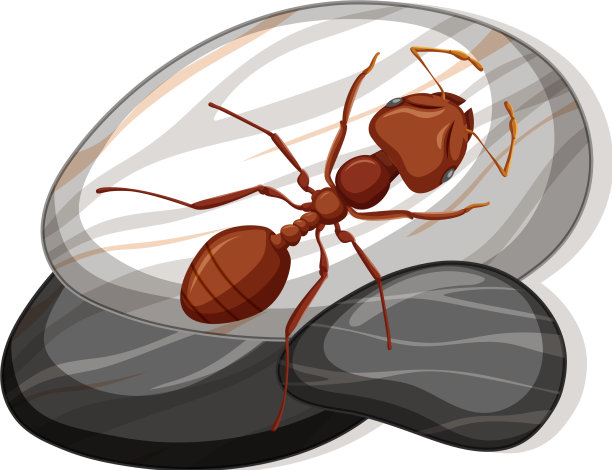 俯视图红色蚂蚁在白色背景的石头上图片下载