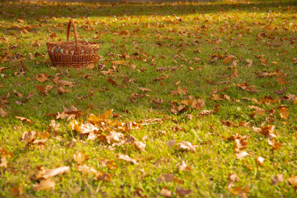 十月草甸秋天季节金色的时间与落叶和民间篮子在地上彩色壁纸自然照片图片下载