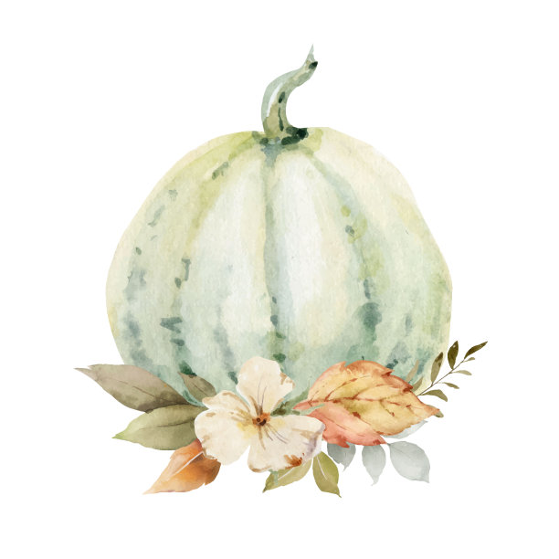 感恩节的矢量水彩明信片，用五颜六色的南瓜安排问候，秋天的树枝和树叶孤立在白色
背景。图片下载