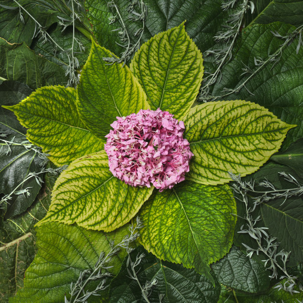 粉红色的霍坦草与霍坦草的叶子和其他各种叶子放在中间，形成了扁平的排列。图片下载