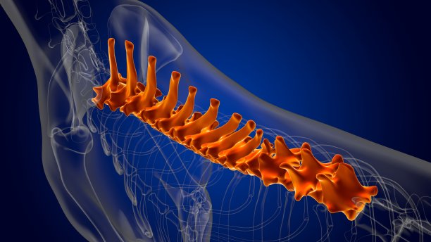 胸椎骨狗骨骼解剖医学概念3D图片下载