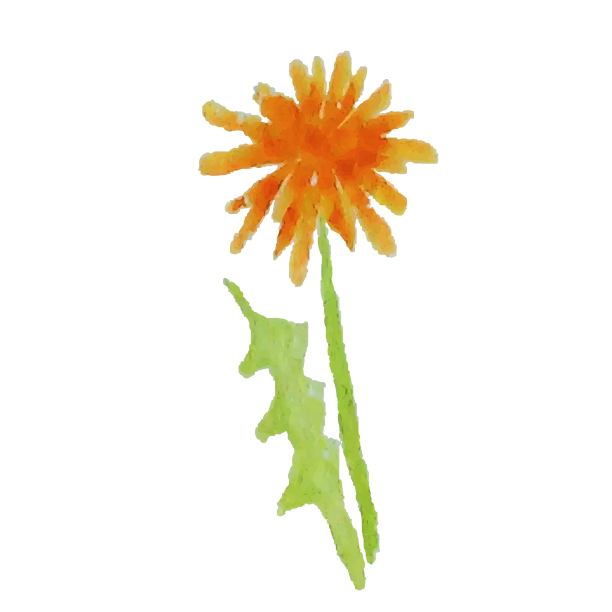 蒲公英水彩黄色植物绘画艺术设计股票矢量插图图片下载