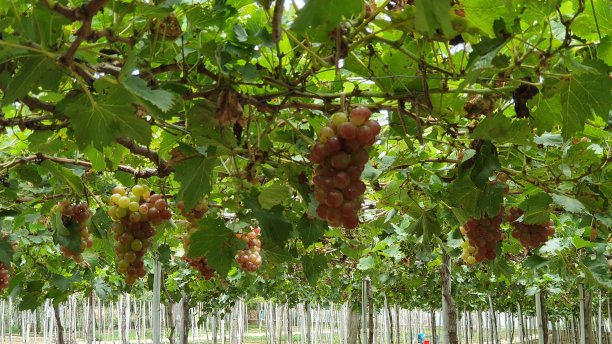 越南宁顺省花园里的红葡萄图片下载