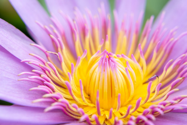 美丽的莲花图片下载