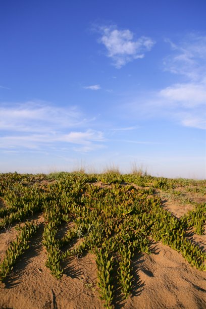 利文斯通雏菊沙丘植物蓝天图片下载