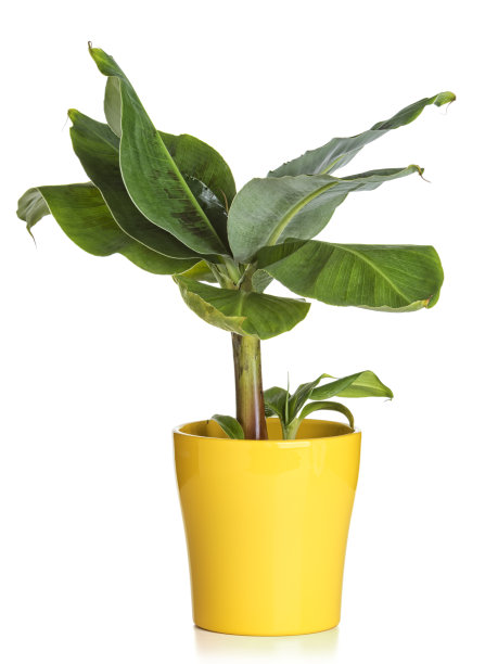 香蕉植株在黄花花盆中分离图片下载