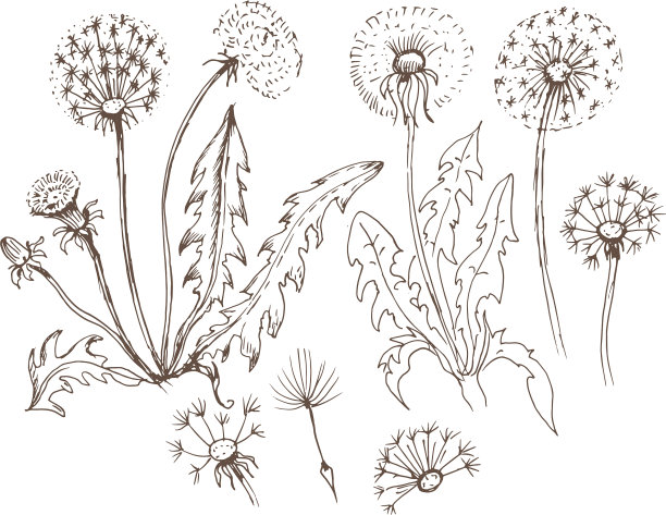 蒲公英花野花图解手图片下载