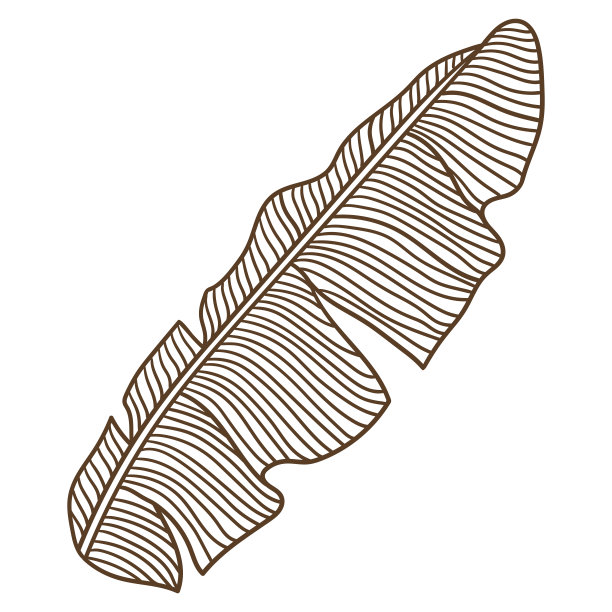 插图的风格化香蕉棕榈叶。装饰形象的热带树叶和植物。图片下载