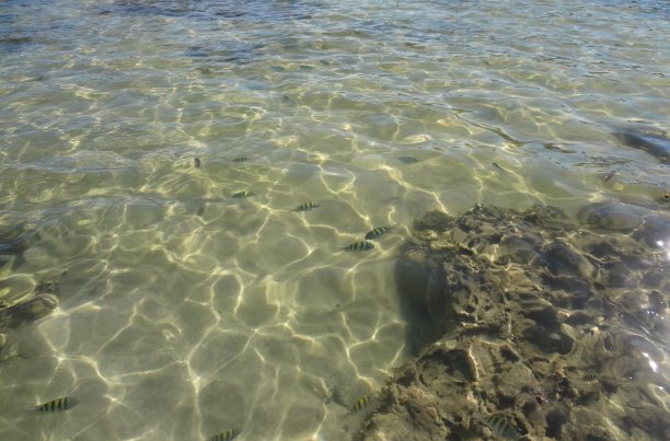 满是鱼的海洋图片下载