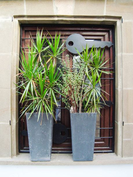 在舒适的庭院和城市街道上种植的花盆图片下载