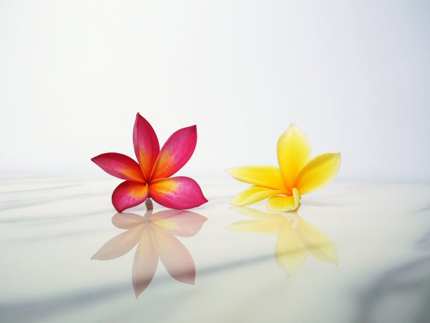 温泉放松美丽的粉红色和黄色热带花卉墙纸或背景图片下载