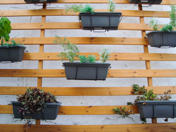 在舒适的庭院和城市街道上种植的花盆图片下载