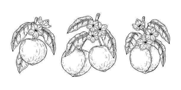 以素描风格手绘桃枝图片下载