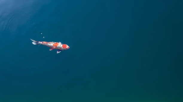 美丽的鲤鱼在清澈的河里游泳。图片下载