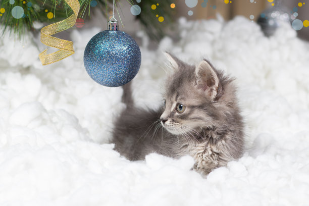 圣诞节的猫。一只灰色的小猫在雪地里玩一个蓝色的球。图片下载