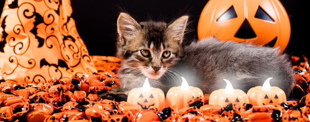 一只邪恶的女巫猫看着南瓜形状的蜡烛。万圣节长旗和动物图片下载