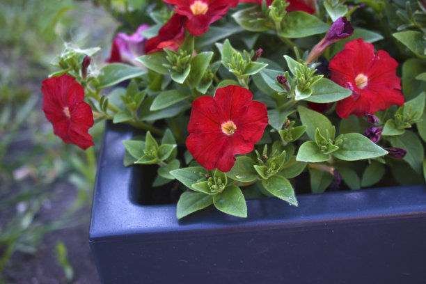 傍晚，牵牛花在花坛上开花图片下载