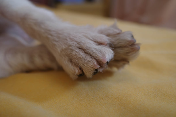 一只可爱的毛茸茸的杰克罗素小猎犬在米色沙发上，两只爪子和爪子，特写镜头。狗交叉着爪子躺在床上休息图片下载